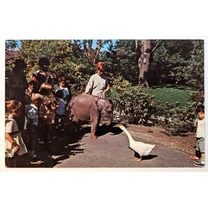 Goose Challenges Baby Elephant Children's Zoo Woodland Park Seattle WA Postcard